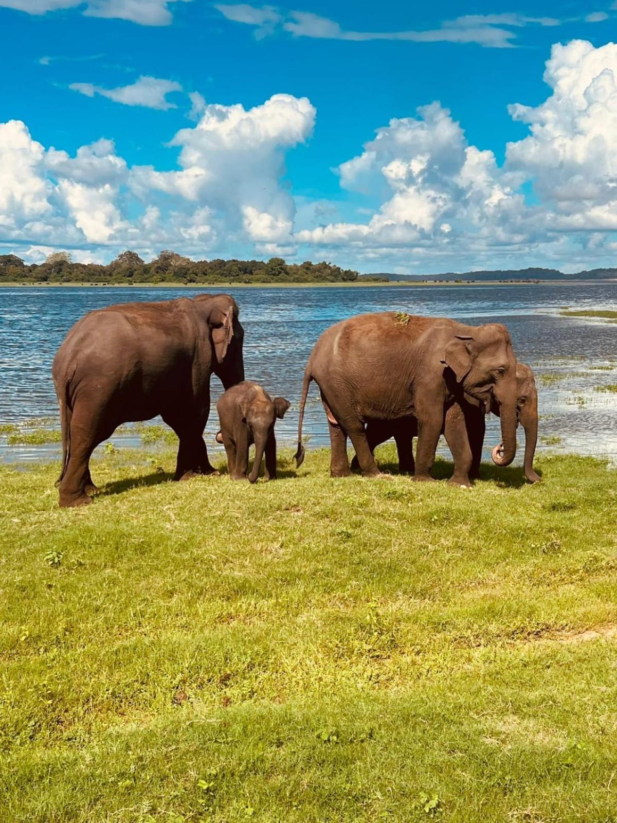 Sigiri Sandilu Homestay シギリヤ エクステリア 写真